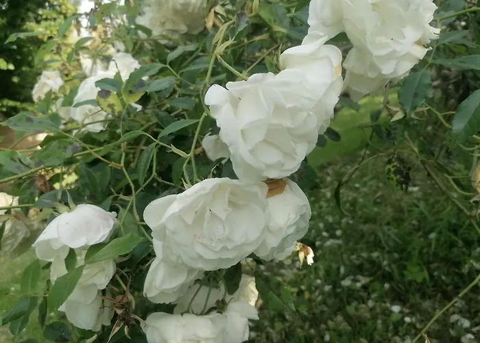 La Noyeraie Saint-Nicolas-de-la-Grave