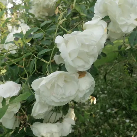 La Noyeraie Saint-Nicolas-de-la-Grave